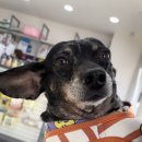 닥터K동물병원 이미지