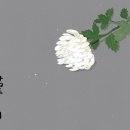 미드미상조