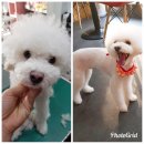 언니네 펫 네이버블로그