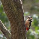 딱따구리 이미지