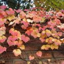 부천초등학교 이미지