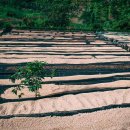 하라커피 이미지