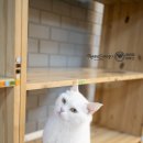 헤어볼하우스 이미지