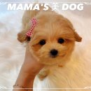 광주강아지분양 애견분양 마마스미독 광주점 이미지