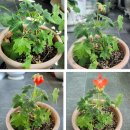 꽃사랑 오마이뉴스