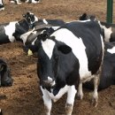 초록빛목장 이미지