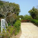 까멜리아 이미지