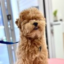 그루밍 샵 제제 이미지