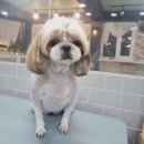 봉 그루밍 이미지