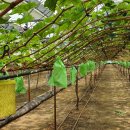 김대연농장 이미지