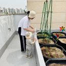 잎새반 김지오의 봉선화 키우기🌺 이미지