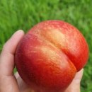 초아농원 이미지