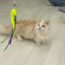 카페꽁냥 | (공릉) 27마리 고양이를 볼 수 있는 고양이 카페 &#34;꽁냥 꽁냥 공릉점&#34;후기 *동영상 많음