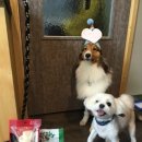 정이룸 동물병원 이미지