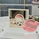 아지사랑 | 🌈무지개다리 반려견 &#39;아지&#39; - 함께 보던 꽃으로 만든 추모액자 후기