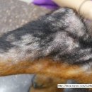 의정부24시IU동물병원 이미지