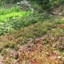 다미농원 이미지