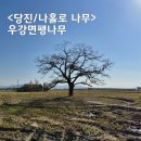 우강평야1로 | 당진 팽나무 SNS사진명소 우강면 나홀로 나무 가을풍경