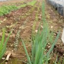 지안농장 이미지