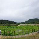 자작도 향기민박 이미지