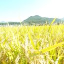 황금들녘 이미지