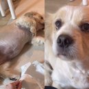 핑크강아지 이미지