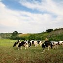 영국목장 이미지