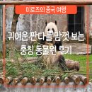 400051 | [충칭] 귀여운 판다를 마음껏 볼 수 있는 충칭 동물원 후기