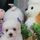 우아펫 대전점 이미지