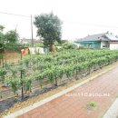 백년민박 이미지