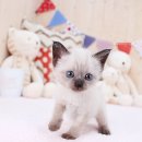 데려가개 | 전주강아지분양 고양이분양 24시데려가개 전주점 새로운 가족이 되어보세요