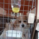 루비켄넬 이미지