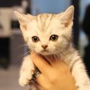 도그마루 강아지고양이 인천논현점 이미지