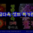 영광다육