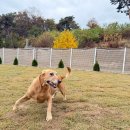 워킹앤워킹 애견유치원&애견호텔 이미지