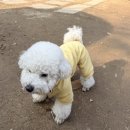 마이티그루밍