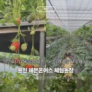 만영농장 | 경기남부 딸기농장 ✿ 용인 헤븐온어스 딸기체험 동물체험 후기 (가격·예약)