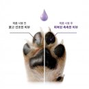 강아지발바닥