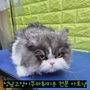 아토냥 이미지