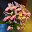 송담추어탕서판교점 이미지