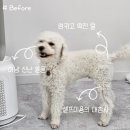 큐티몽 | 큐티몽, 부천 애견미용 푸들 가위컷 미용후기