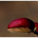 꽃봉우리 이미지