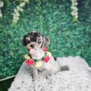 무거동 강아지 미용실 이미지