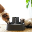 개와 고양이 이미지