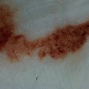 에이스동물메디컬센터 | 코코의 코로나장염, 그리고 원충구충 감염, 피구토,설사 코코기절,,