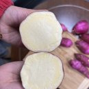 대용농장 | 영암 베니하루카 수확 후기 / 꿀고구마 보관방법과 농장 재배