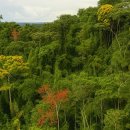 지구의 허파, 아마존 열대우림인가? 이미지