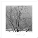 나무와 새 이미지