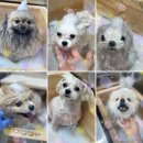 멍's살롱 네이버블로그