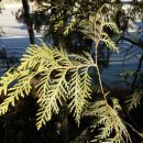 우정1호 이미지